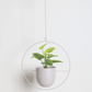 FloraFrame | Support de plantes mural moderne et minimaliste